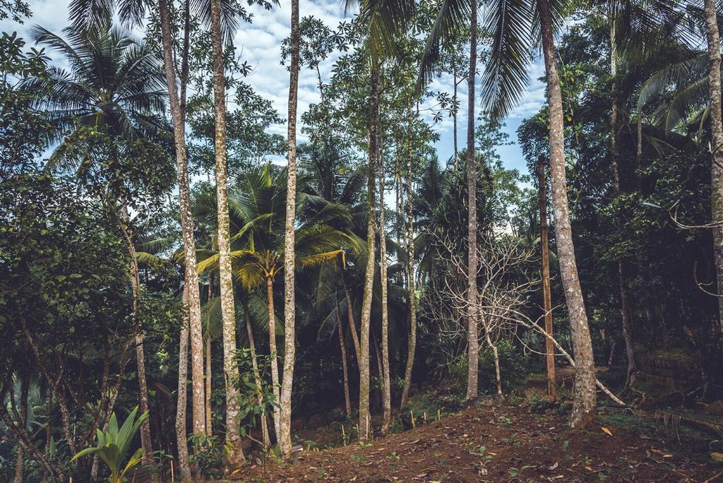 Templeberg Bed & Breakfast Walahanduwa Bagian luar foto